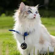 White cat with blue eyes wearing a blue harness and Travel Traka in a grassy field
